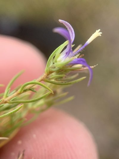 Wahlenbergia subulata, photographed by Matthew Fainman
