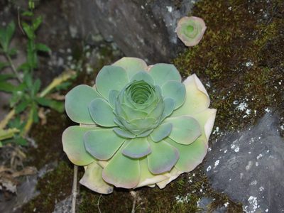Aeonium diplocyclum, photographed by Ina Siebert