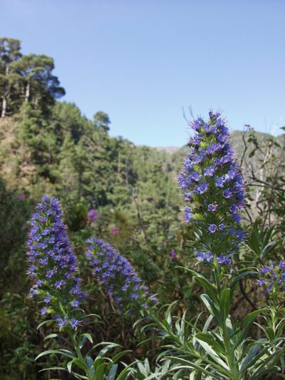 Echium webbii, photographed by Ina Siebert