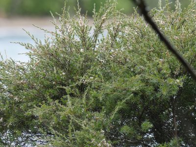 Kunzea linearis, photographed by Bruce Calvert