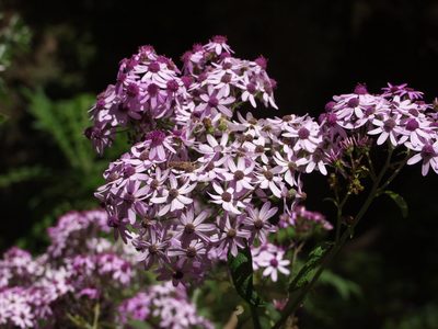 Pericallis papyracea, photographed by Ina Siebert