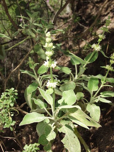 Sideritis canariensis, photographed by Ina Siebert