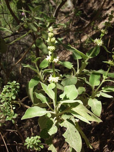 Sideritis canariensis, photographed by Ina Siebert