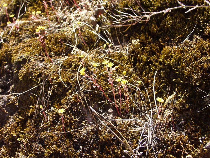 Aichryson parlatorei, photographed by Ina Siebert