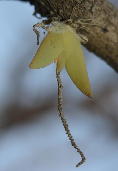 Oberonia brachystachys, photographed by S.MORE