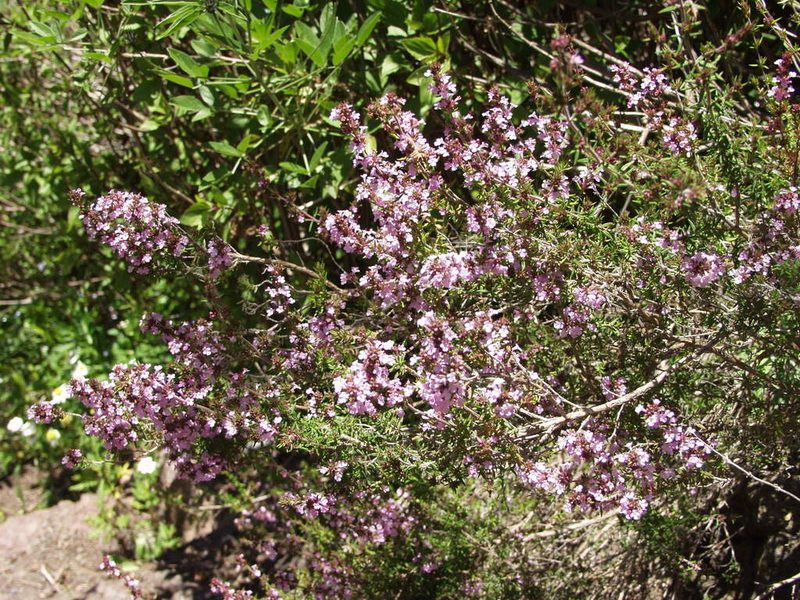 Micromeria herpyllomorpha, photographed by Ina Siebert
