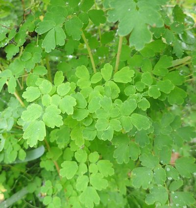 Thalictrum sparsiflorum, photographed by Connie Taylor