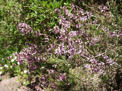 Micromeria herpyllomorpha, photographed by Ina Siebert