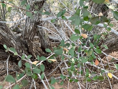 Cercocarpus breviflorus, photographed by CK2AZ