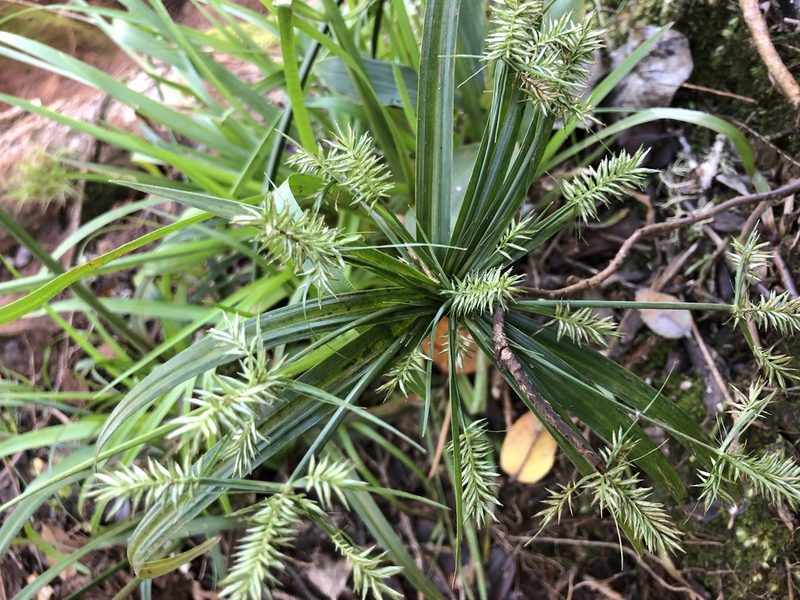 Cyperus meyenianus, photographed by akt2