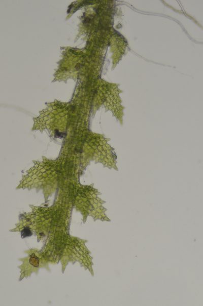 Cephaloziella turneri, photographed by Randal