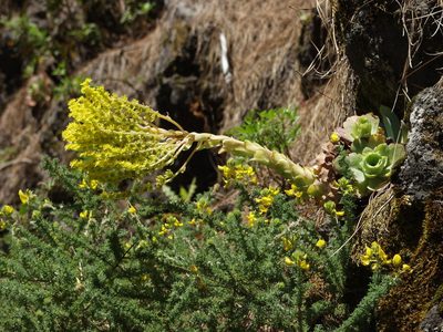 Aeonium diplocyclum, photographed by Ina Siebert