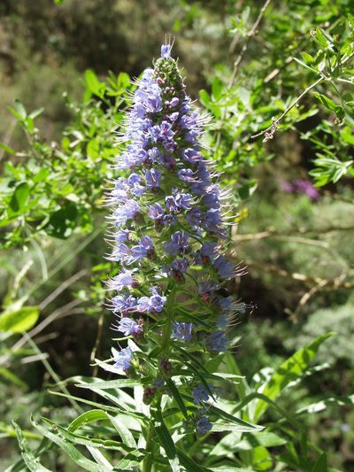 Echium webbii, photographed by Ina Siebert