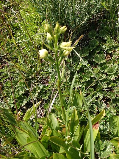 Gavilea australis, photographed by María Regina Silva