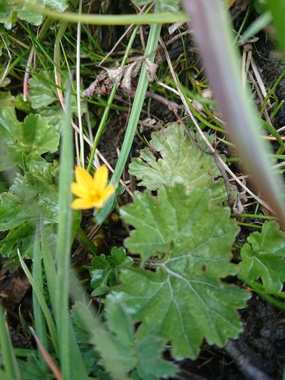 Sisyrinchium patagonicum, photographed by María Regina Silva