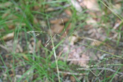 Festuca subverticillata, photographed by runcator