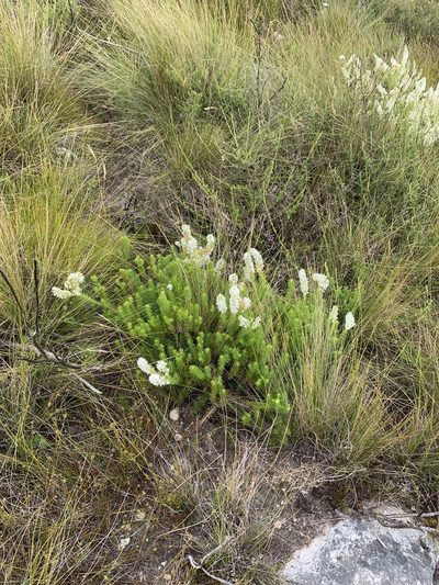 Selago hispida, photographed by Matthew Fainman
