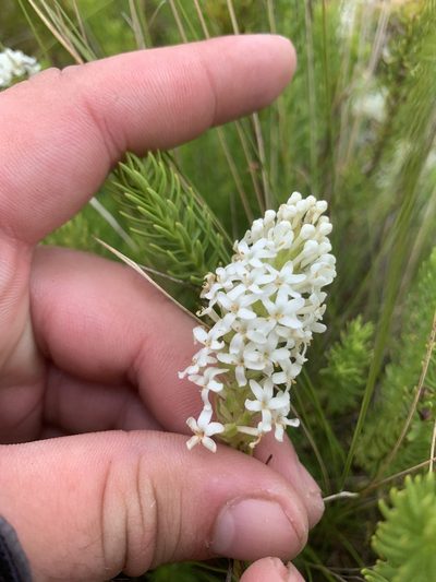 Selago hispida, photographed by Matthew Fainman