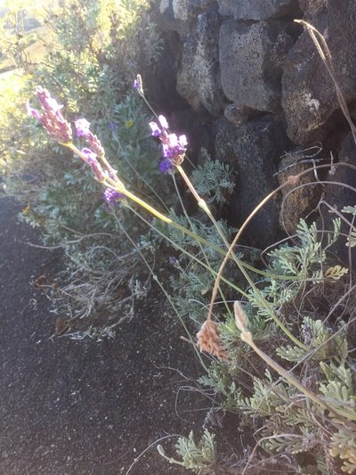 Lavandula pinnata, photographed by Andre Hosper