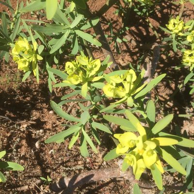 Euphorbia regis-jubae, photographed by Andre Hosper