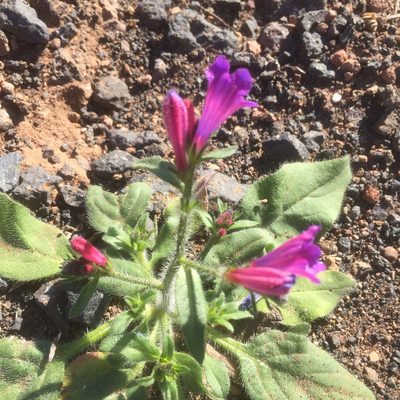 Echium pitardii, photographed by Andre Hosper