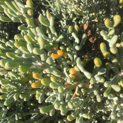 Zygophyllum fontanesii, photographed by Andre Hosper
