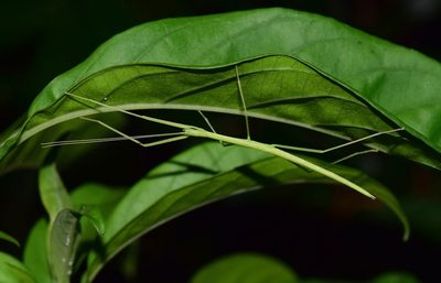 Justicia adhatodoides, photographed by Sunčana Bradley