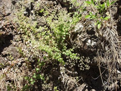 Galium scabrum, photographed by Ina Siebert