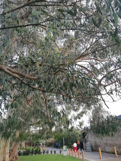 Eucalyptus gunnii, photographed by Татьяна Максимова
