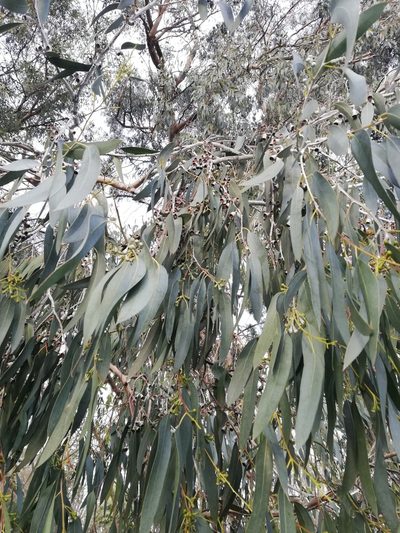 Eucalyptus gunnii, photographed by Татьяна Максимова