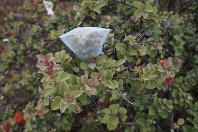 Santalum haleakalae, photographed by Henggang Cui