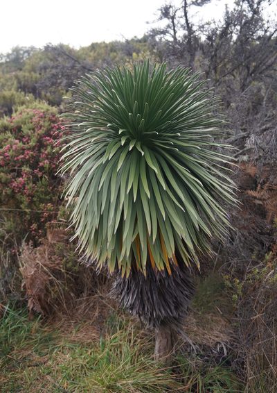 Argyroxiphium grayanum, photographed by Henggang Cui