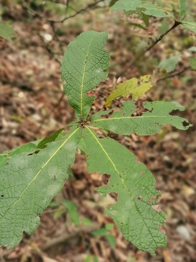 Quercus rysophylla, photographed by Adriana Nelly Correa Sandoval