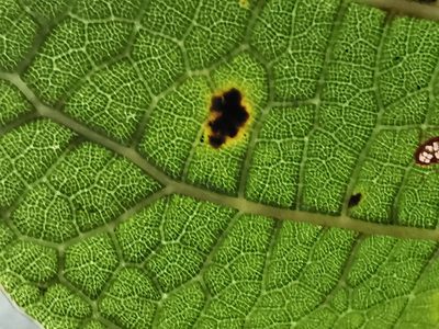 Quercus rysophylla, photographed by Adriana Nelly Correa Sandoval
