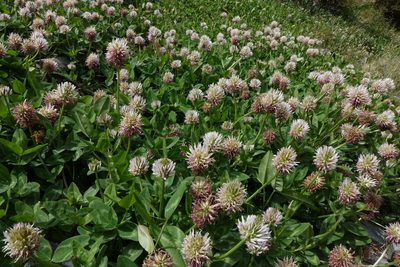 Trifolium ambiguum, photographed by John Barkla