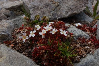 Epilobium tasmanicum, photographed by John Barkla
