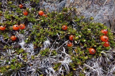 Coprosma niphophila, photographed by John Barkla