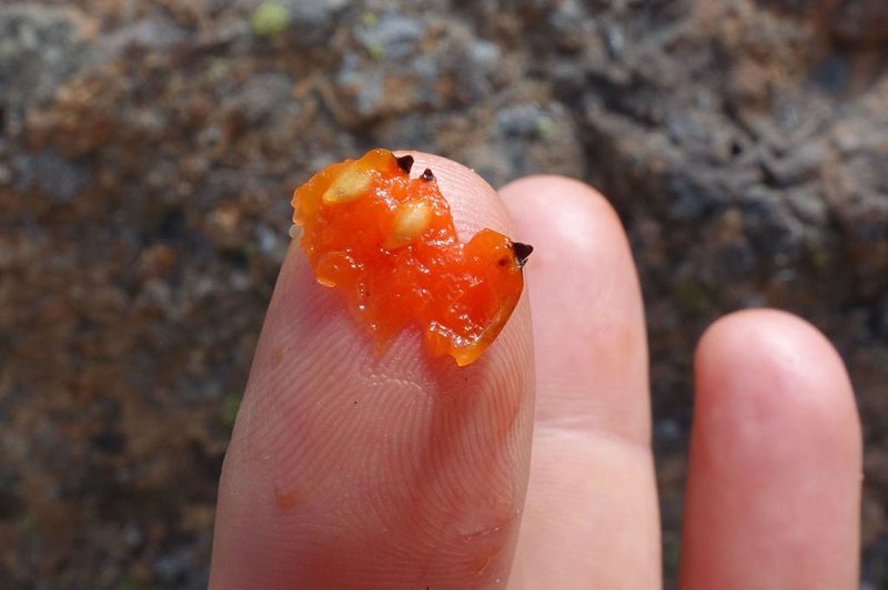 Coprosma niphophila, photographed by John Barkla