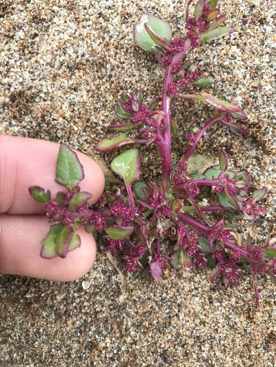 Chenopodium macrospermum, photographed by Marcus Tamura