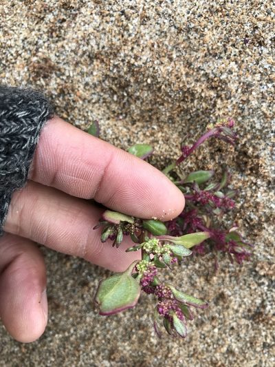 Chenopodium macrospermum, photographed by Marcus Tamura