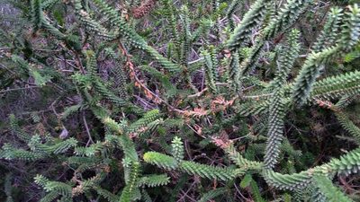 Melaleuca diosmifolia, photographed by Peter de Lange