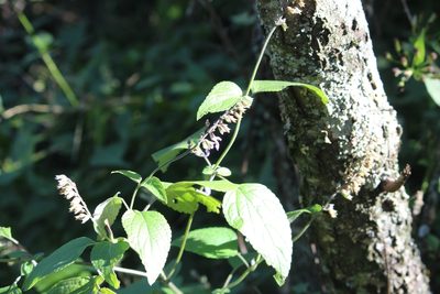 Salvia urolepis, photographed by Francisco Martínez González