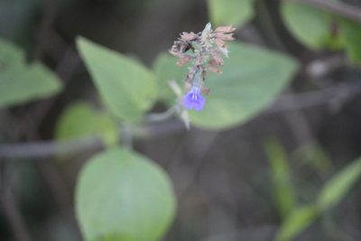 Salvia urolepis, photographed by Francisco Martínez González
