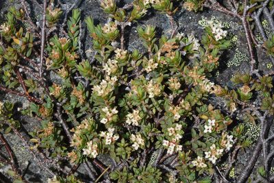 Pimelea notia, photographed by John Barkla