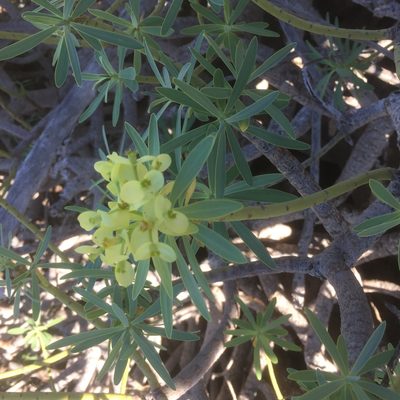 Euphorbia regis-jubae, photographed by Andre Hosper