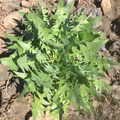 Sonchus pinnatifidus, photographed by Andre Hosper