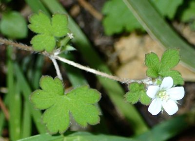 Geranium crassipes, photographed by John Steel