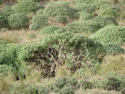 Euphorbia piscatoria, photographed by Duarte Frade