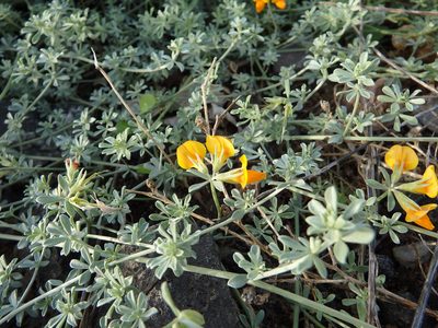Lotus glaucus, photographed by Duarte Frade