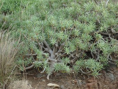 Euphorbia piscatoria, photographed by Duarte Frade